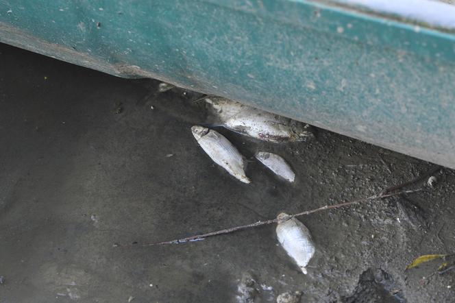 Co jest przyczyną masowej śmierci ryb w rzece?