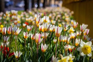 Kwietna łąka na ul. Dubois