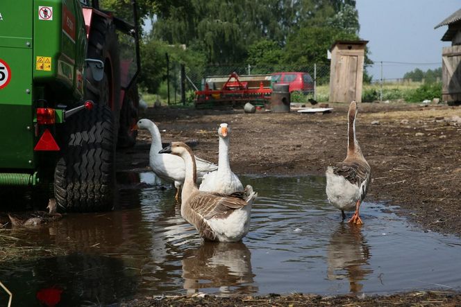 Rolnicy. Podlasie. Dom Gienka i Andrzeja z Plutycz - tak było kiedyś