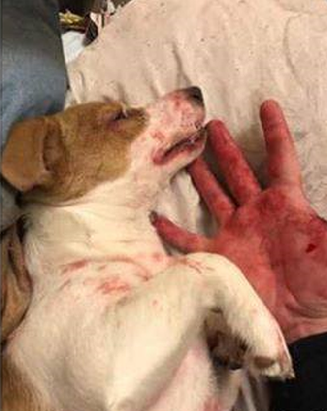 Rzuciła go dziewczyna, więc brutalnie skatował psa. "Patrz kur*o jeb**a szmato, krew tryska na wszystkie strony" [DRASTYCZNE ZDJĘCIA]