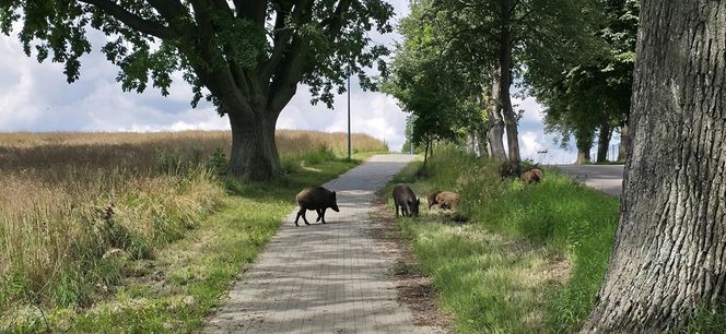 Dziki na trasie pod Olsztynem