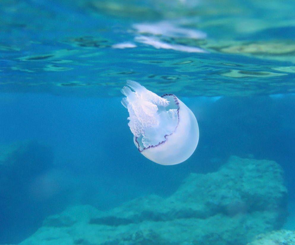 Wystarczy lekkie dotknięcie meduzy w czasie kąpieli w morzu, aby doszło do oparzenia.