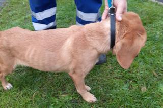 Zwyrodnialec zakleił Toli pysk taśmą i skazał na śmierć głodową