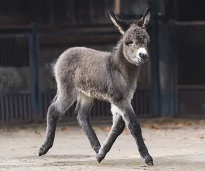 Nowy mieszkaniec wrocławskiego zoo. Osioł domowy skradł wszystkim serca! [ZDJĘCIA]