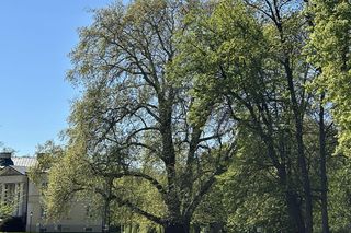 Platan Konstytucyjny w Dobrzycy