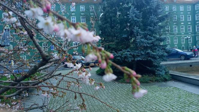 Wiosna w środku zimy! Na Jasnych Błoniach w Szczecinie zakwitło drzewo!