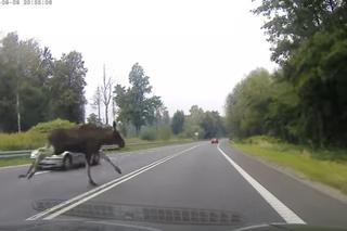 Łoś wyskoczył na DK 88 w Gliwicach. Samochody minęły go o centymetry! [WIDEO]