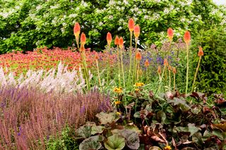 Czy trytomę trzeba wykopywać przed zimą?