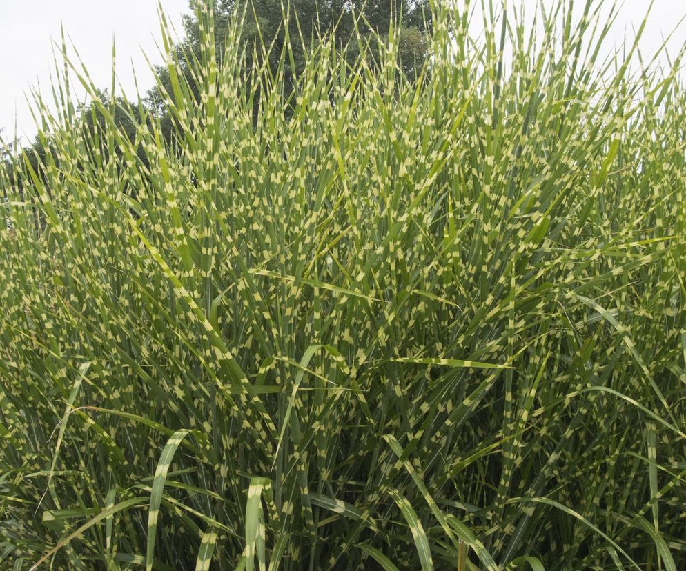 Miskant chiński ‘Zebrinus’
