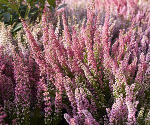 Wrzosiec delikatny - Erica gracilis