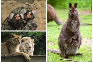 Te zwierzaki zrobią Ci dzień! Zoo w Eberswalde zaledwie godzinę drogi od Szczecina [ZDJĘCIA]