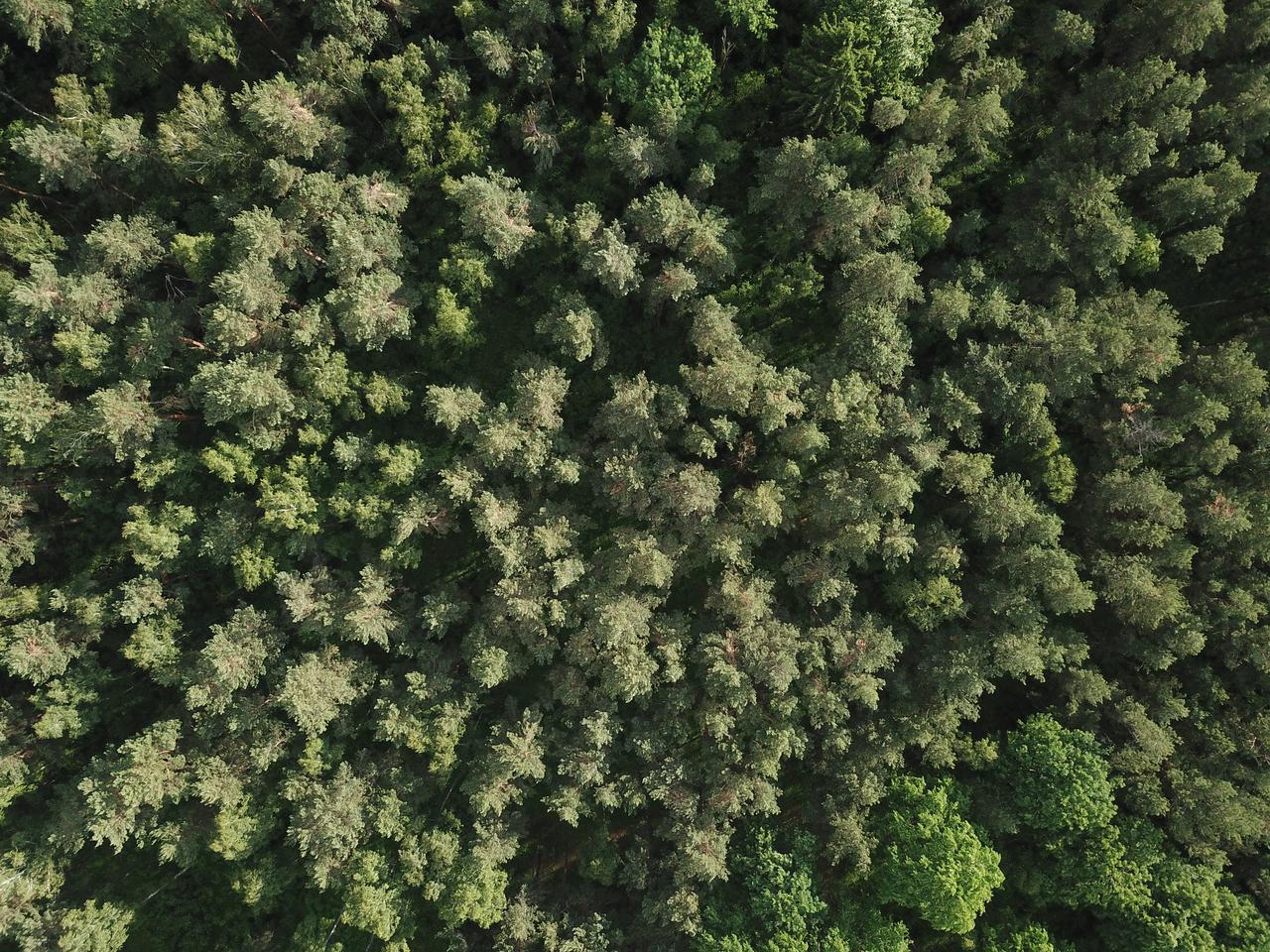 Puszcza Białowieska. Odnaleziono kolejne ciało