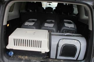 Dramatyczna interwencja służb. „Zwierzęta były przetrzymywane w brudzie”. Nie miały nawet wody czy karmy