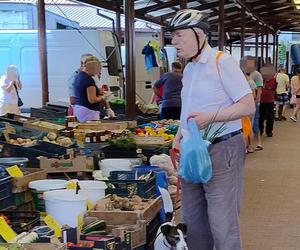 Korwin-Mikke na zakupach