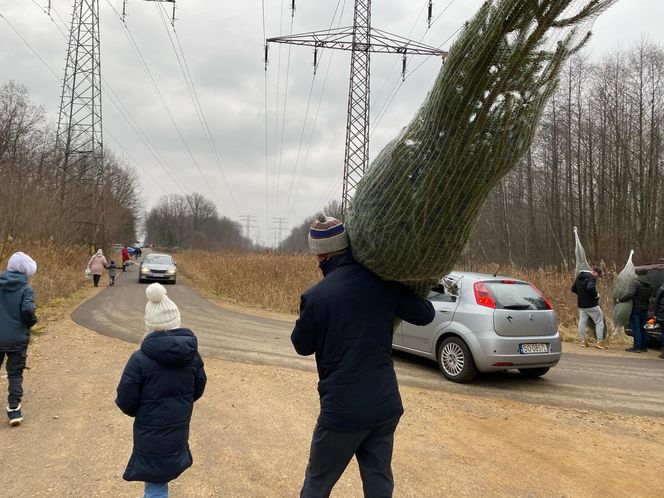 Akcja wycinania choinek w leśnictwie Grodziec