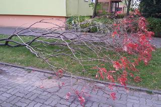 Silny wiatr siał spustoszenie w Bydgoszczy 