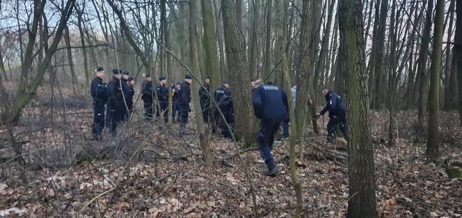 Dzik ZAATAKOWAŁ przechodniów na osiedlu w Krakowie. Są ranni [ZDJĘCIA]
