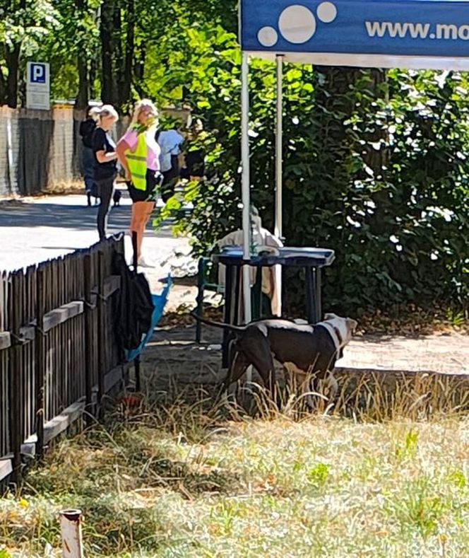 Agresywne psy atakują w dzielnicy Kamień