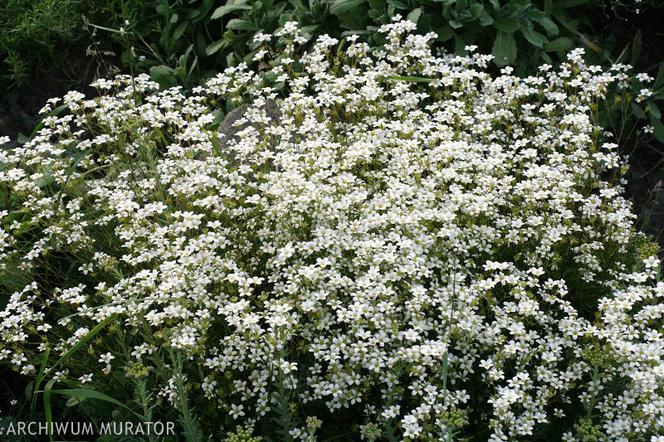 Skalnica Hosta - Saxifraga hostii