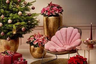 Kwiaty doniczkowe na Boże Narodzenie - te rośliny znakomicie nadają się do świątecznej dekoracji domu