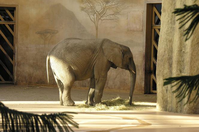 warszawa zoo, słoń