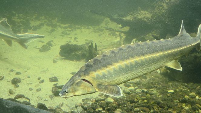 Egzotyczny świat na wyciągnięcie ręki! Zaglądamy do akwarium-terrarium w Myślęcinku