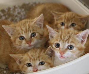 Słodkie imiona dla kotek