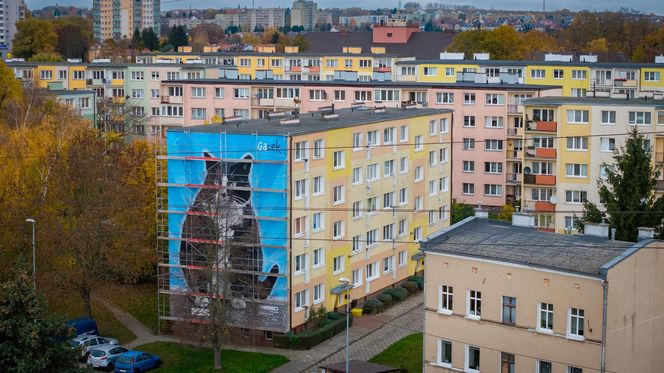 Na ul. Rugiańskiej powstaje mural z kotem Gackiem