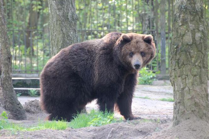 ZOO w Bydgoszczy znów otwarte!