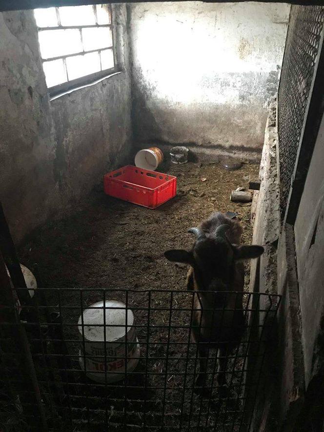 W hodowli w powiecie tczewskim psy były trzymane w tragicznych warunkach