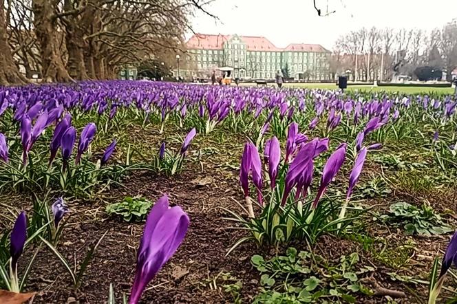 Na Jasnych Błoniach zakwitły krokusy. Niestety są deptane