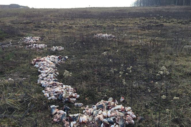 Przerażający widok w Mysłowicach. Ktoś porozrzucał resztki martwych karpi! [ZDJĘCIA]