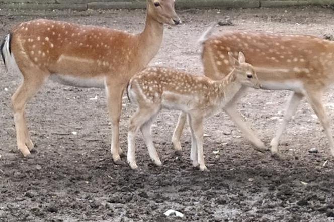 Bambi -nowy mieszkaniec Minii Zoo w Żywcu [galeria, audio, wideo]