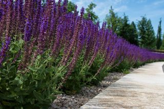 Fioletowe kwiaty przy ścieżce