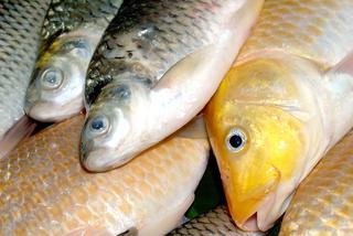 Uwaga na ryby w sklepach. Wyniki kontroli Inspekcji Handlowej budzą grozę