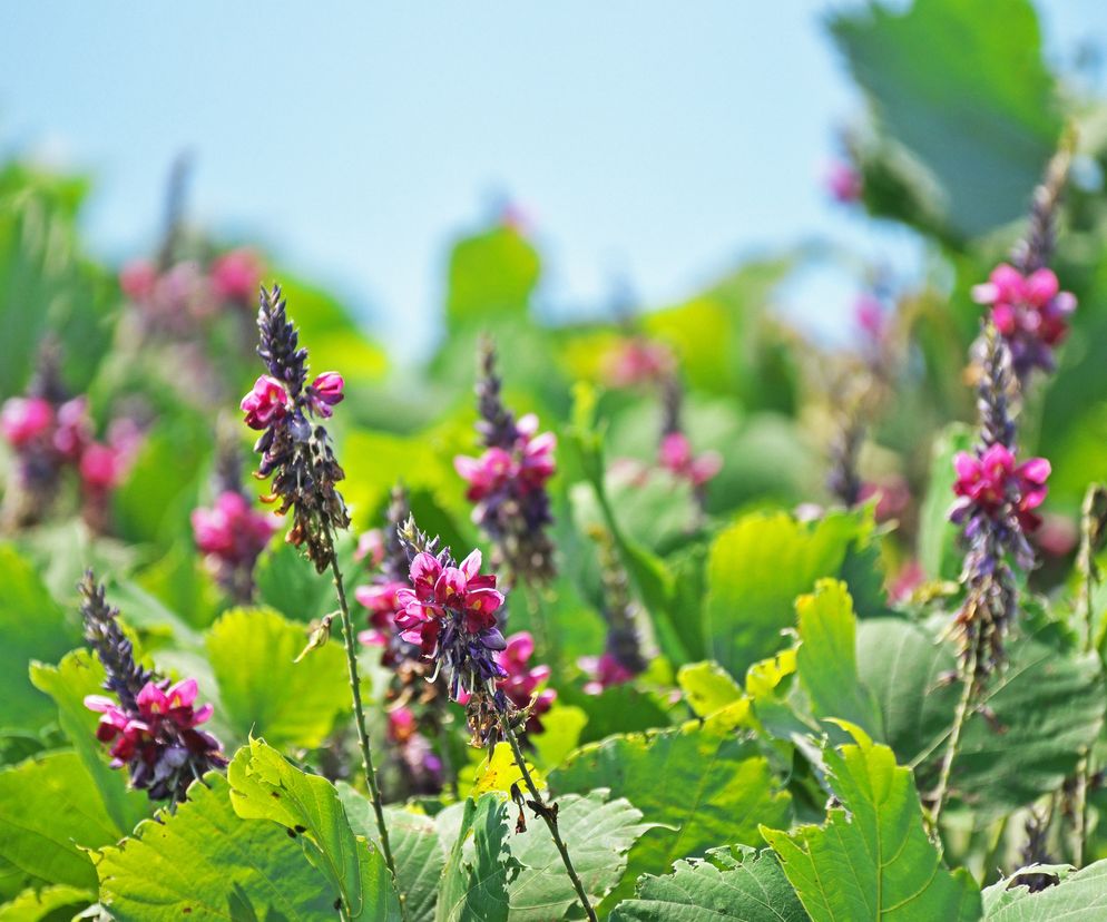 KUDZU