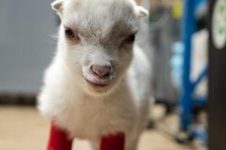 Antoś i Saszka w gangu Bociana Radzia? 