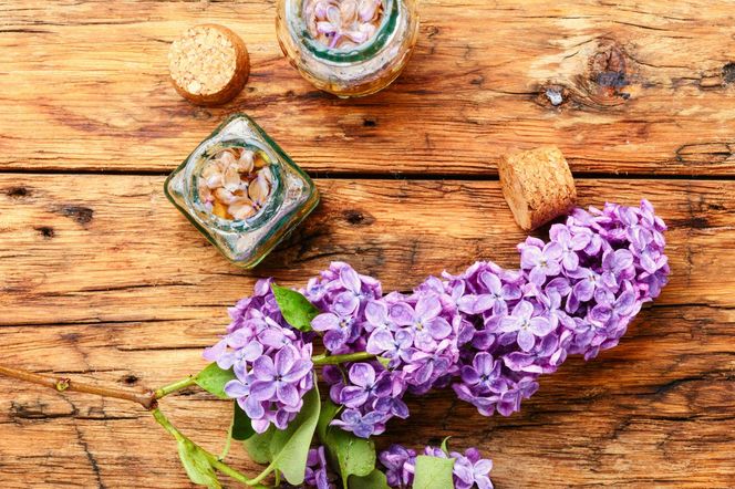 Nalewka z lilaka – aromatyczny eliksir wiosny, który zachwyca smakiem i zapachem