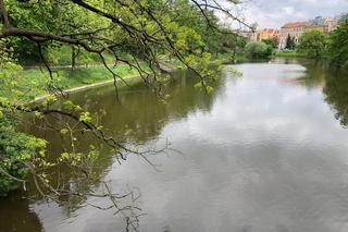 Pani Nina ratowała mężczyznę, który wpadł do fosy. Gapie wyciągnęli telefony i nagrywali 