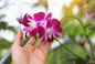 Zmarnowałaś kolejnego storczyka? Ten poradnik jest dla Ciebie. Wykorzystaj te zasady, a zostaniesz królową orchidei