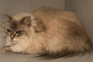 Reda: Potworna męczarnia kota w rozgrzanym aucie. Cierpiał wiele godzin. Policjanci wybili szybę pałką