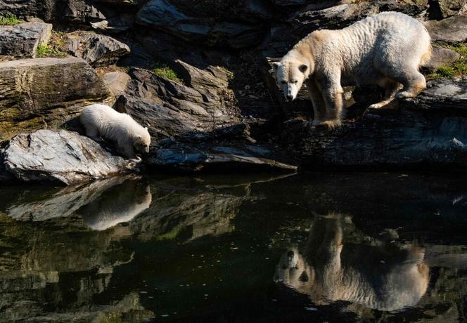 Kazirodztwo w berlińskim zoo. Mama i tata niedźwiedzicy Herty to rodzeństwo