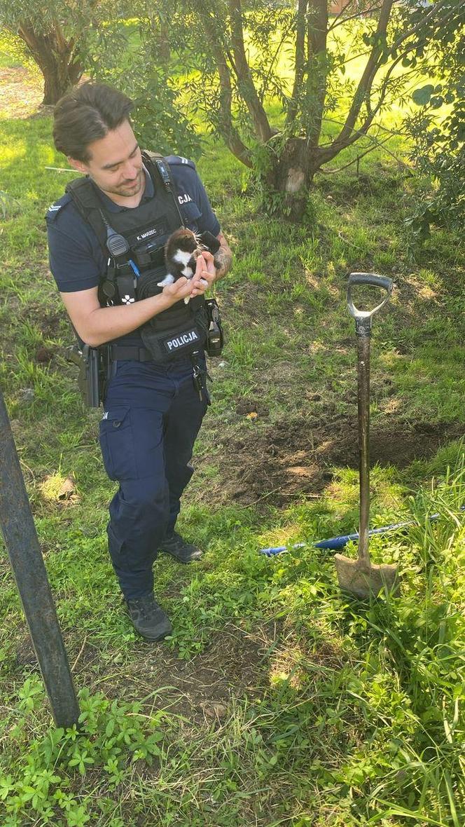 Kobieta żywcem zakopała kociaka