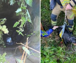 Dwa psy wpadły do dwóch studni. Policjanci i strażacy ruszyli na ratunek! [ZDJĘCIA]
