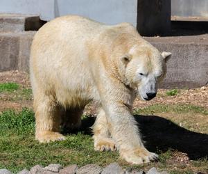 Niedźwiedzie polarne z Warszawskiego ZOO