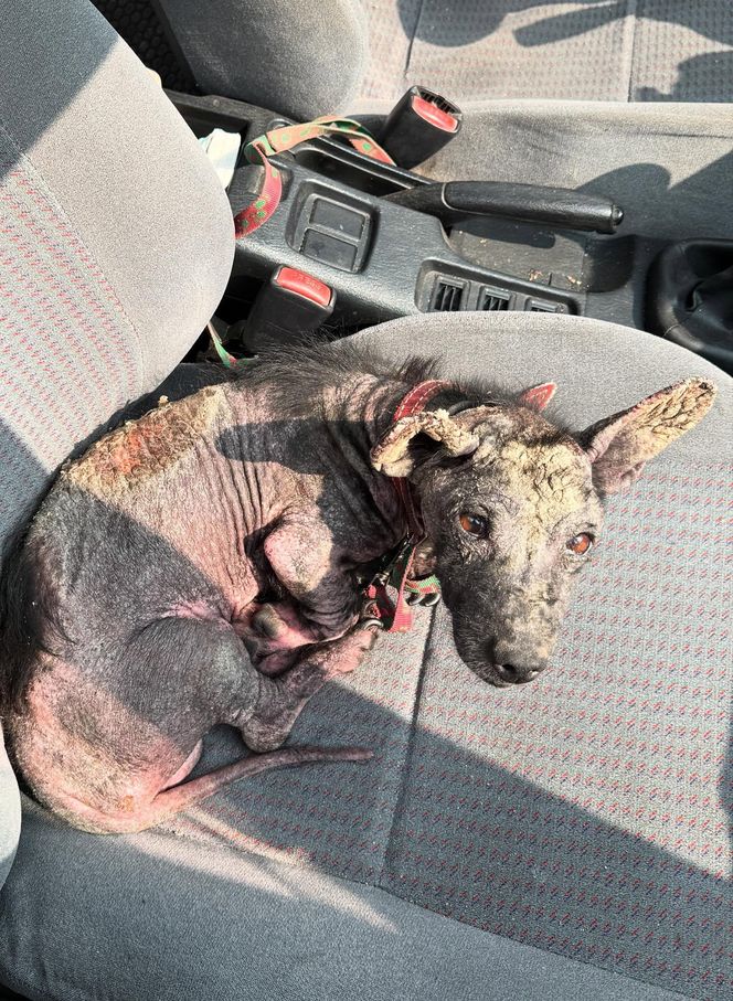 Studentka prawa nie pomogła psu