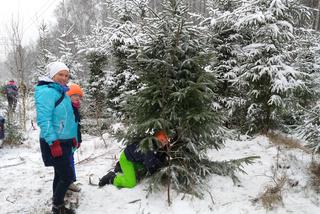 Choinki wycinali starsi, ale młodsi także mieli w tym duży udział