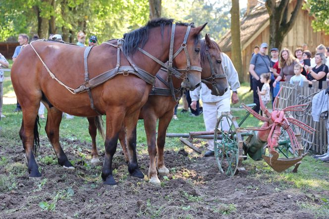 W skansenie w Lublinie pokazali, jak dawniej wyglądały wykopki kartoflane