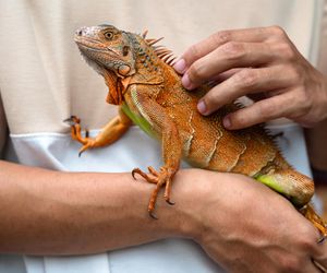 Blisko 200 tys. zł kary za egzotyczną iguanę