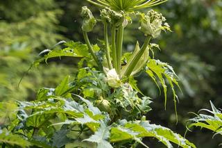 Barszcz Sosnowskiego na Warmii i Mazurach. Gdzie występuje? Na mapie ponad 200 lokalizacji!